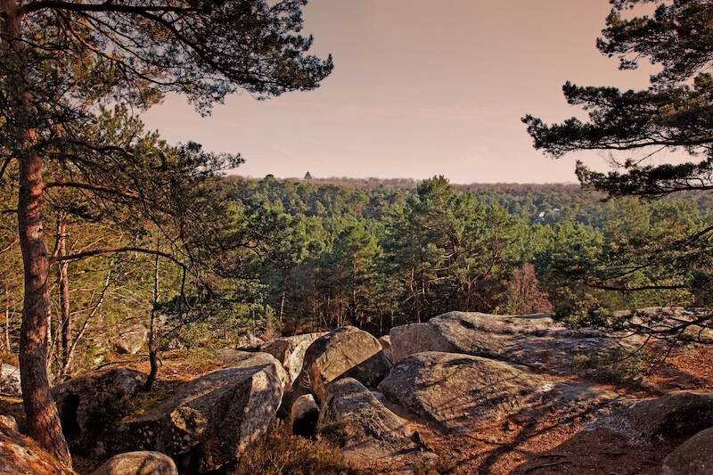 Sunset in the forest of Fontainebleau in the early spring.This French forest is a national natural park wellknown for its boulders with various sahpes and dimensions. It is the biggest and most developed bouldering (a specific style of rock climbing) area in the world.